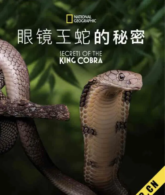 眼镜蛇的秘密 网络资源